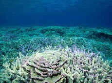 漆喰の元となるサンゴ礁